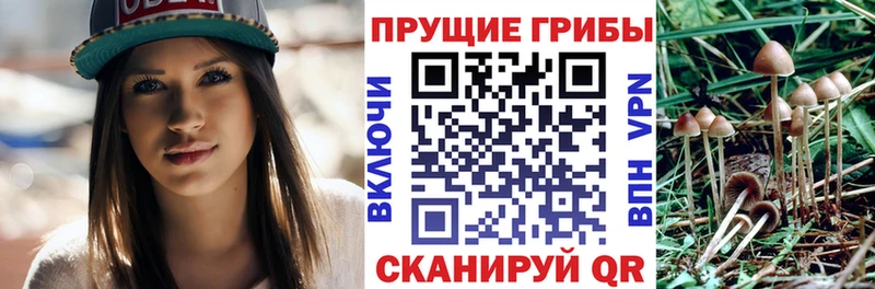 mega ссылка  купить   Боготол  Галлюциногенные грибы мицелий 